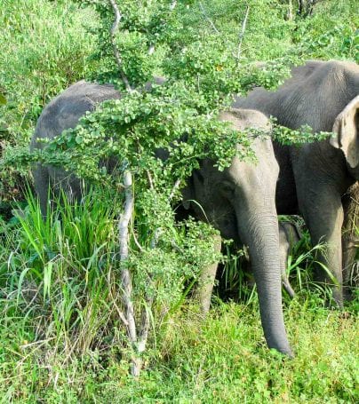 Two elephants munch on grass in Sri Lanka