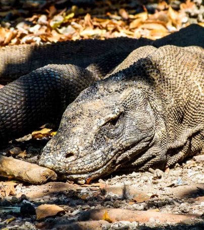 Komodo dragon in Indonesia