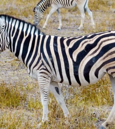 Zebra on Namibia plains